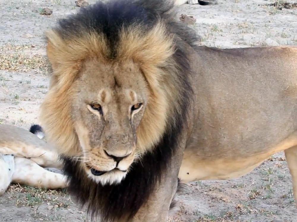 In this image taken from a November 2012 video made available by Paula French a well-known protected lion known as Cecil strolls around in Hwange National Park in Hwange Zimbabwe. Zimbabwe's wildlife minister says extradition is being sought for