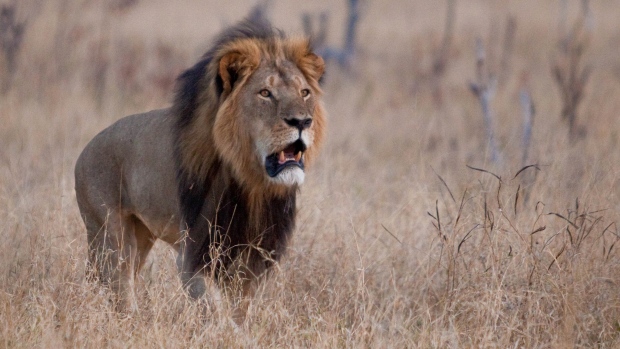 Cecil the lion in Zimbabwe