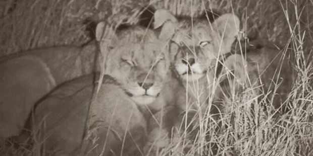 Cecil the lion's adorable cubs are being cared for by their late father's pride in Zimbabwe