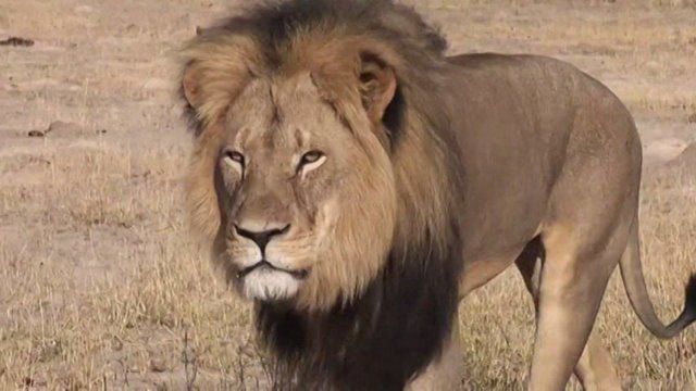 Cecil the lion’s brother Jericho illegally killed by hunters on Saturday