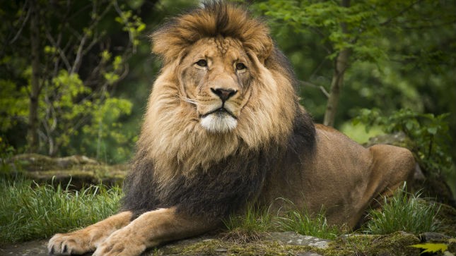 Lion's death seen drawing more outrage in US than the killing of blacks by the