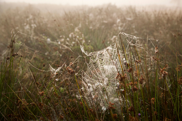 Cobwebs catch the early morning mist in Richmond Park