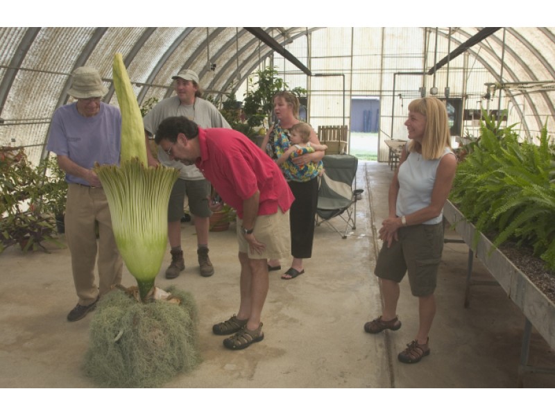 Less Stinky Than Expected Denver’s Blooming Corpse Flower Still Draws Thousands- Clapway