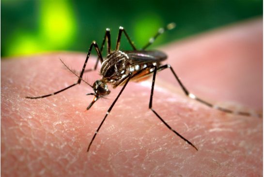 Dallas County Reports New Case of West Nile Fever  PPP Focus