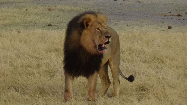 Cecil the lion2