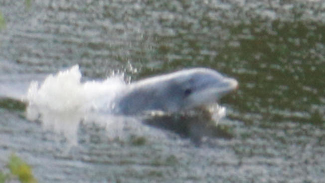 WATCH: Dolphin Gets Stuck In New Jersey River