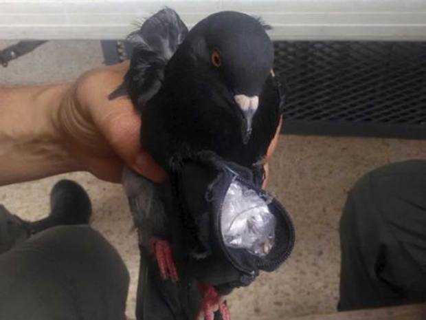 Prison guards catch carrier PIGEON smuggling cocaine and cannabis to inmates