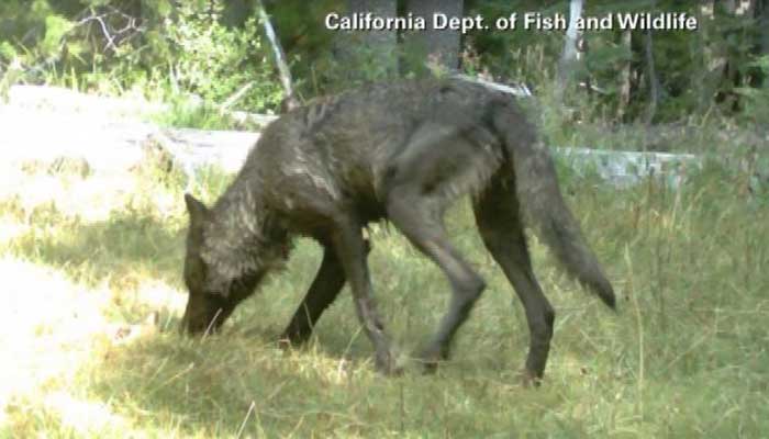 One of the rare gray wolves living near California's Mount Shasta. Wildlife officials say these wolves have not been seen in over a century