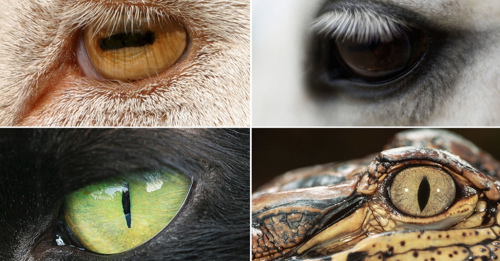 Eye shape reveals whether an animal is predator or prey, new study shows