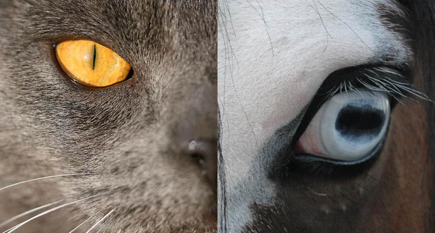 'eye shape for animals