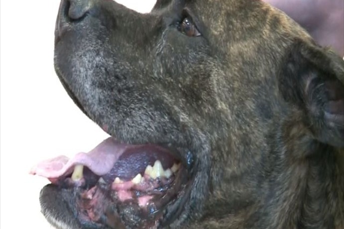 Long lost dog reunited with family 9 years later