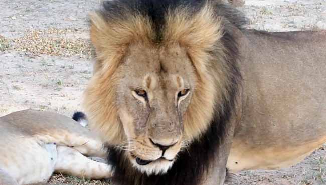 In this image takem from a November 2012 video made available by Paula French a well-known protected lion known as Cecil strolls around in Hwange National Park in Hwange Zimbabwe. Zimbabwe's wildlife minister says extradition is being sought for Walte