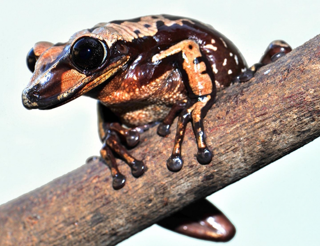 A discovered species of poisonous frogs shoots deadly venom from heads