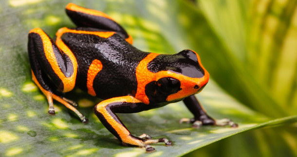 Scientists discovered Venomous Frogs