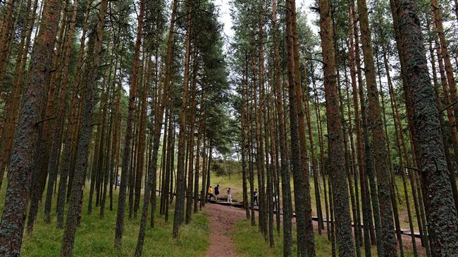 Tourists visiting a forest in Russia