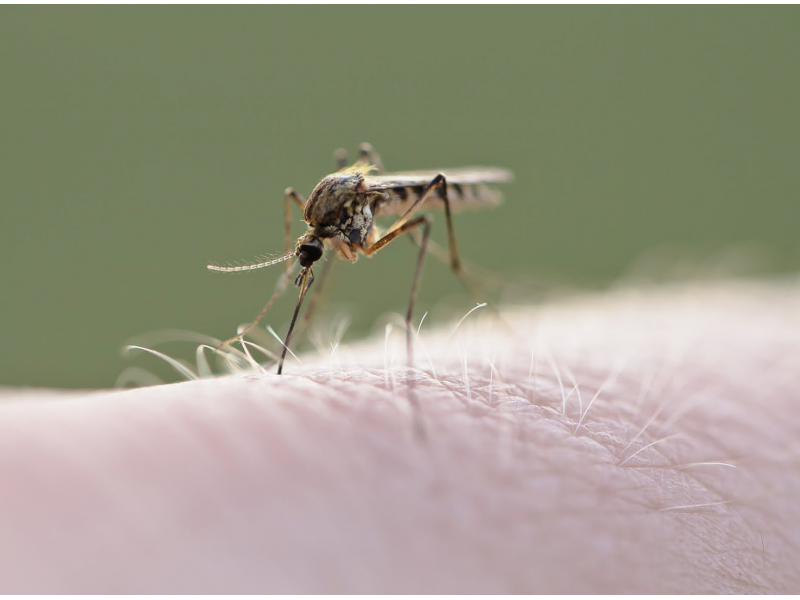 West Nile Positive Mosquitoes Found in Montgomery