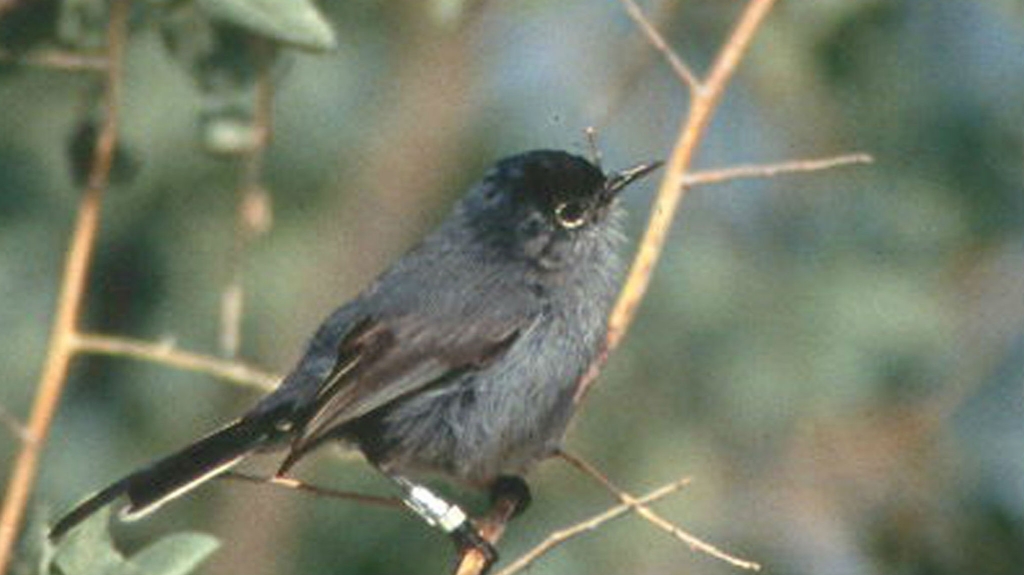 California_Gnatcatcher