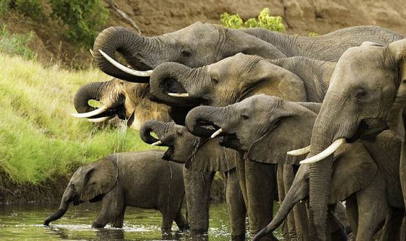 A close up herd of African elephants Loxodonta africana drinking at a waterhole