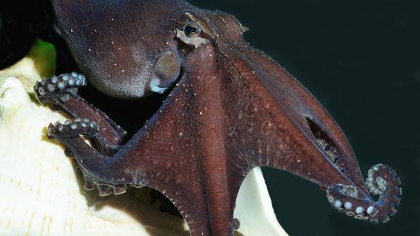 'Gentleman' octopus taps prey on shoulder before attacking