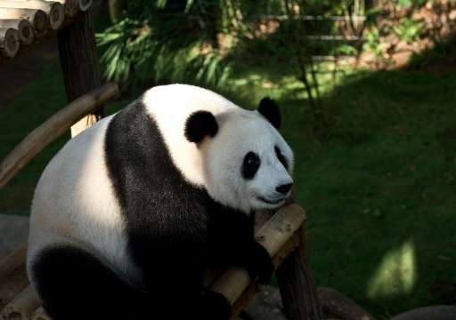 Malaysia says its pandas reproduced at world-record speed