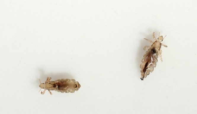 The future of mutating, treatment-resistant head lice is already here