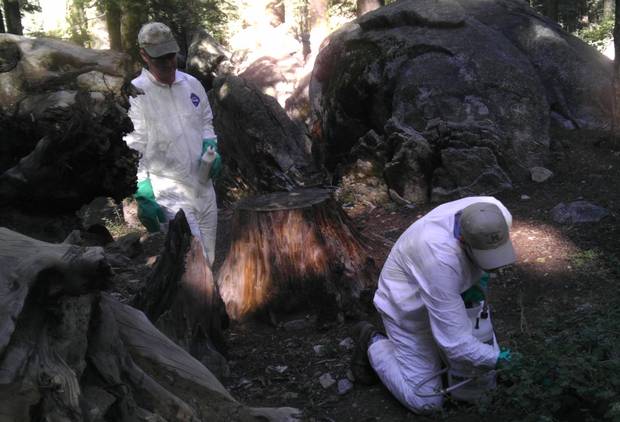 Father of plague victim at Yosemite National Park calls for more warning