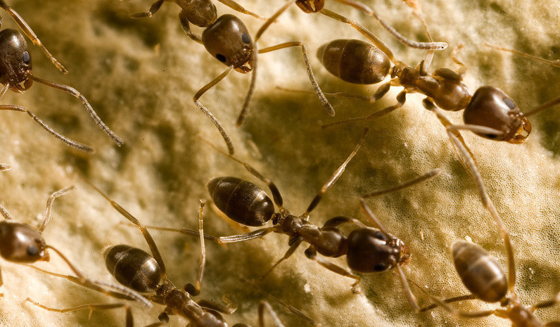 Ant colonies