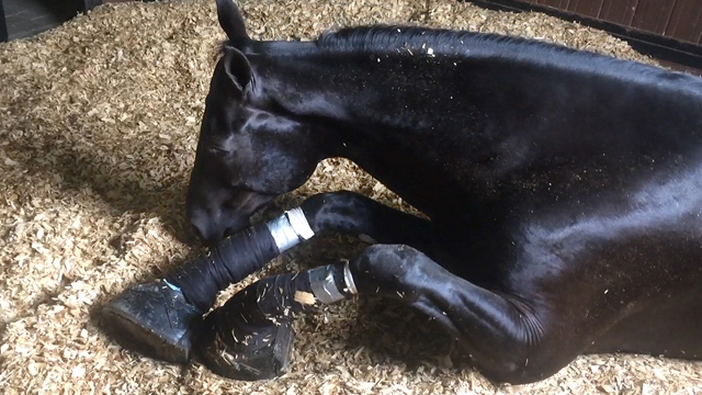 Horses 'abandoned for 15 years' found with three-foot-long hooves