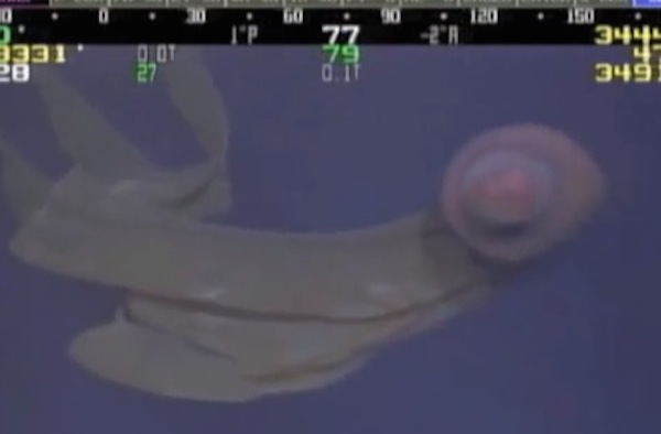 Rare jellyfish Stygiomedusa Gigantea caught on video