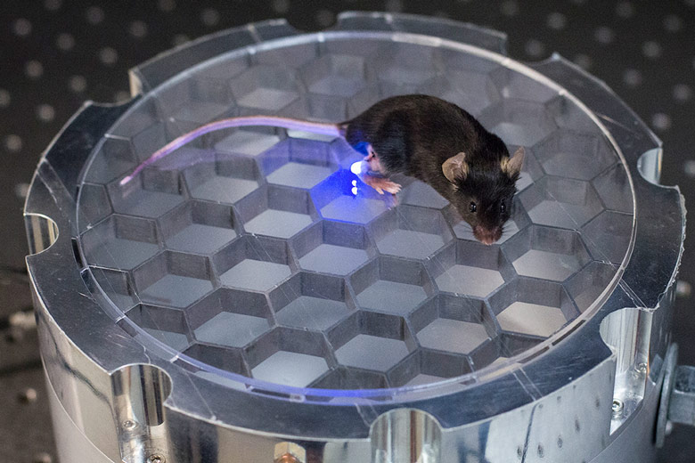 This mouse’s own body transmits energy to an implantable device that delivers light to stimulate leg nerves in a Stanford optogenetics project