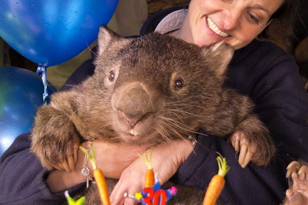 Instagram  Ballarat Wildlife Park

Oldest swinger World's oldest wombat joins Tinder