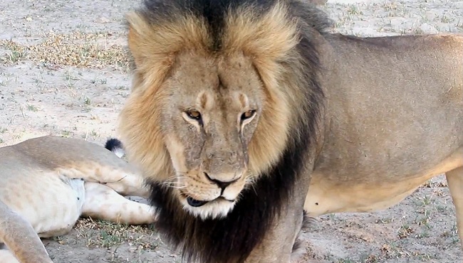 FILE- In this image takem from a November 2012 video made available by Paula French a well-known protected lion known as Cecil strolls around in Hwange National Park in Hwange Zimbabwe. Zimbabwe's wildlife minister says extradition is being soug