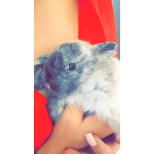 Kylie Jenner introduces new pet bunny, names it Bruce