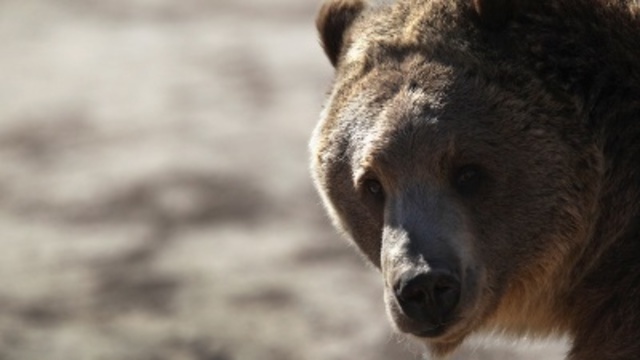 Man in bear costume reported harassing bears on Chilkoot River