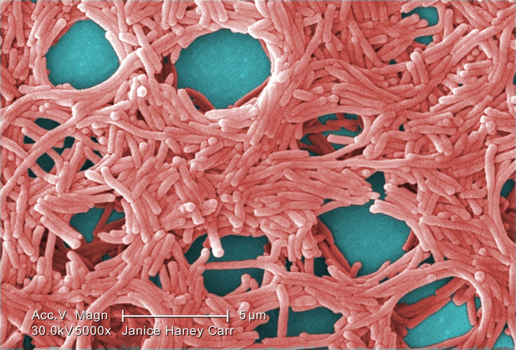 Legionella pneumophila bacteria