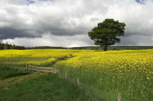 GM crops of oil seed rape in full flower in a field near Munlochy