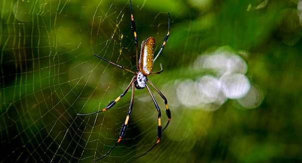 Dallas trees shrouded in massive spider web