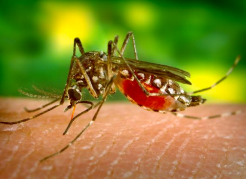 Large Section of Menlo Park to be Fogged for Mosquitoes carrying West Nile Virus