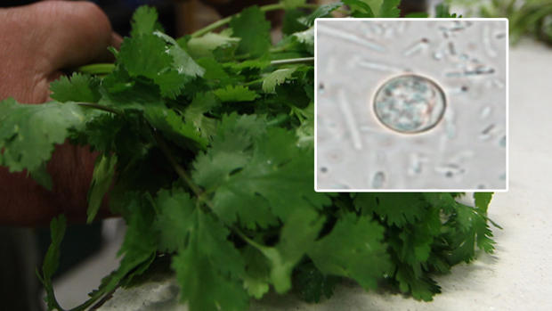 Mexican Cilantro Again Blamed for Texas Cyclospora Outbreak