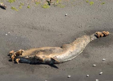 Federal Agency Announces More Intense Investigation into Case of Whale Deaths in Alaska