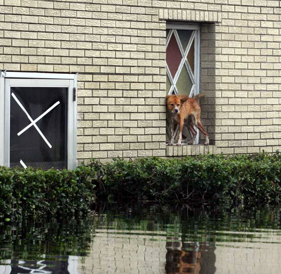 A weak and hungry dog takes a break from swimming on a church windowsill. Trapped blocks away from dry ground the dog had no way out of the flooded area without being rescued. More than 250,000 pets were lost during the storm