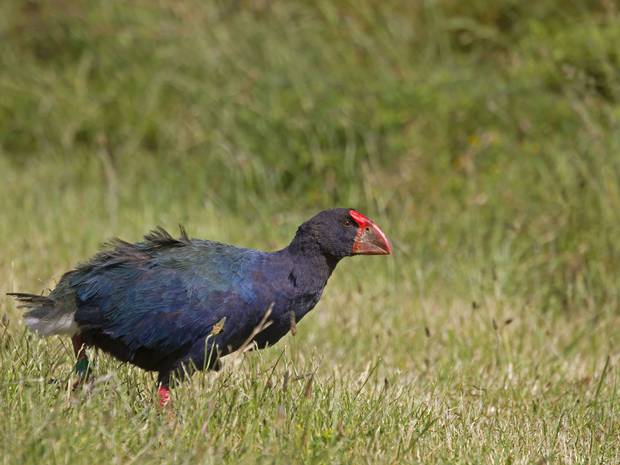 New Zealand conservationists apologise over accidental shooting of endangered