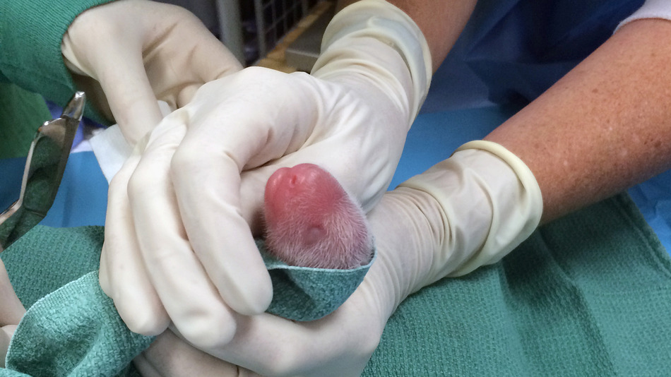 Surviving Panda Cub 'Looks Great,' National Zoo Says