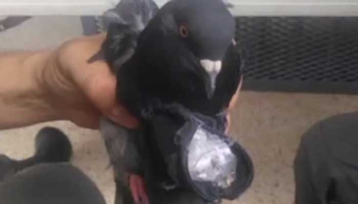 Officials say the bird was trained by prisoners who have used other animals to smuggle drugs