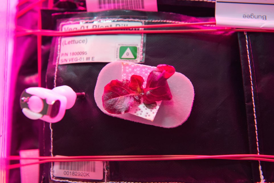 NASA Grew This Lettuce in Space