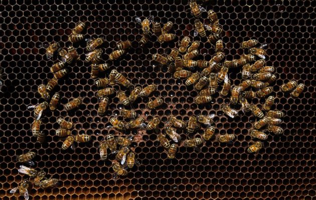 Beehives get Intel inside