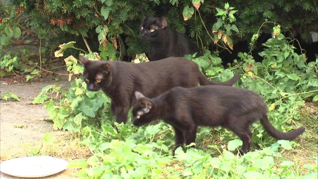 109 cats removed from Belmont Central home 3 or 4 still inside