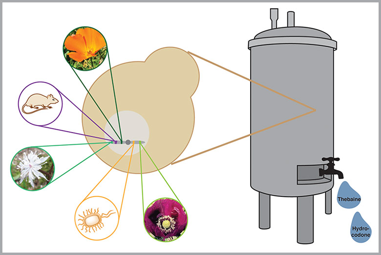 A team led by Stanford bioengineer Christina Smolke succeeded in finding more than 20 genes from five different organisms and engineering them into the genome of baker's yeast. Image Stephanie Galanie Smolke Lab