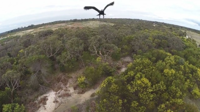 Watch: Eagle swats drone out of sky in Australia