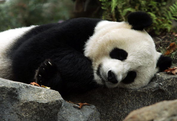 Giant panda Mei Xiang